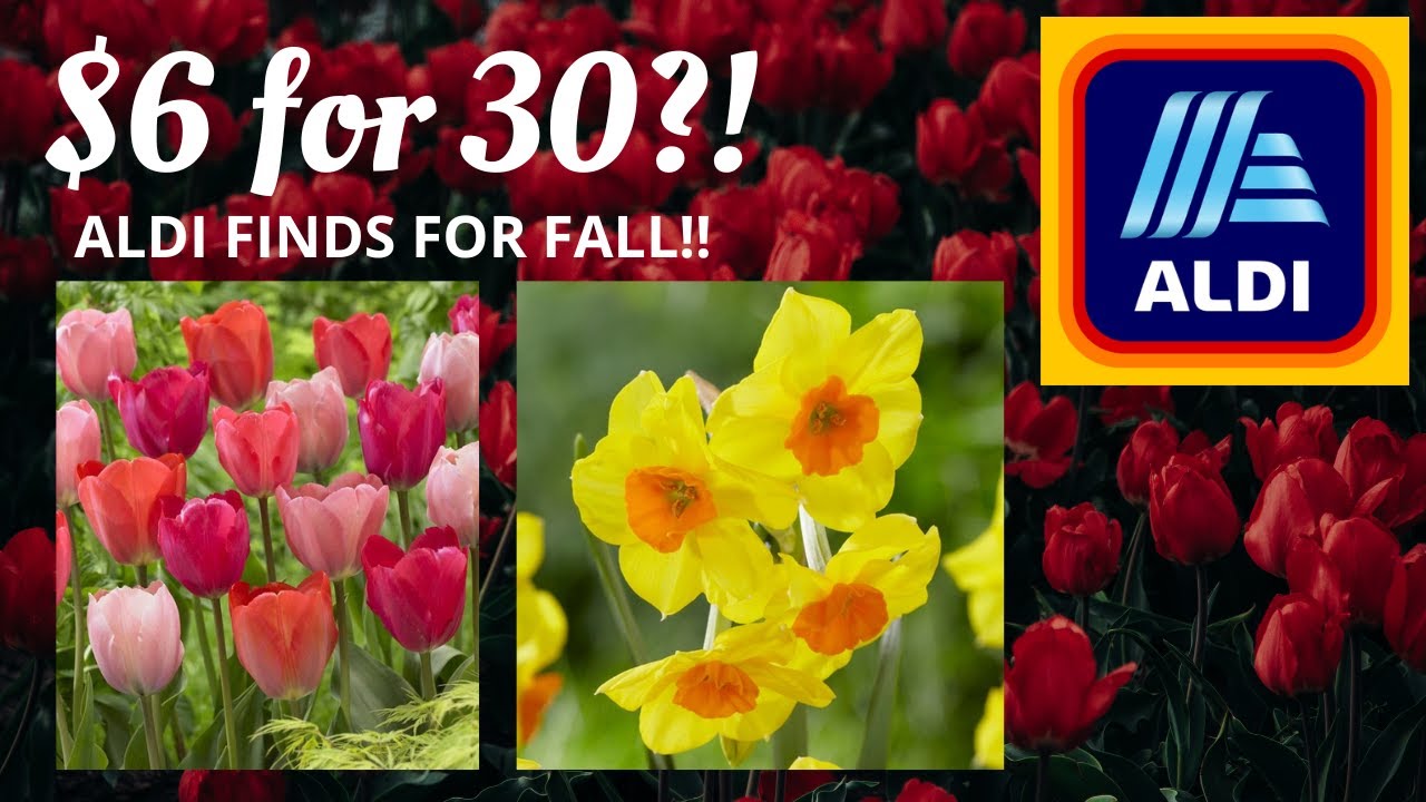 These 6 Bulb Kits from Aldi are Insane!! 🌷🌷 (Prevent Squirrels too! 🐿
