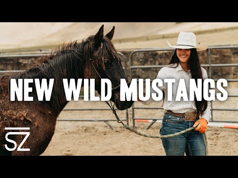 We Adopted Five NEW Wild Mustangs