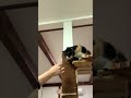 おいしいの？ぺろっ😋 それ美味しいの？#保護猫#猫好き #shorts