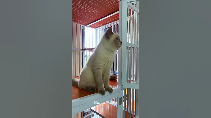 Watch the video about British short hair ready to adopt, the cat of artists #britishshorthair