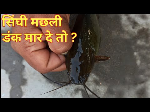 वीडियो: खारे पानी की कैटफ़िश के डंक का इलाज कैसे करें