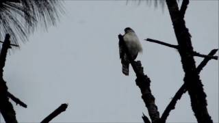 White breasted Hawk Accipiter chionogaster Atitlan Birding Tours Guatemala Birding Guide