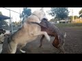 Wolf Dog In An Unbelievable Battle & Terrifying Sounds At Dog Park