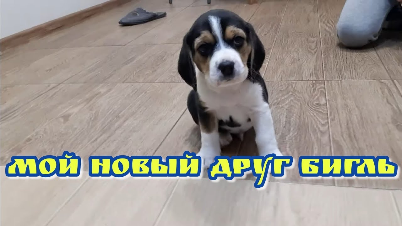 Бигль в машине