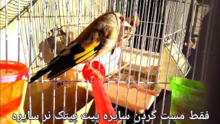 The Best Training Song For Goldfinch|فقط مست گردن سایرہ پیت پیتک نر سایرہ