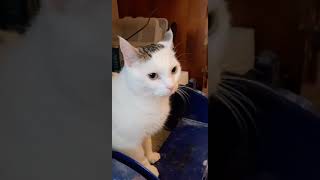 This Cat is pursing her lips while she poop