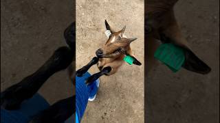 Would you love to come here? Grant’s farm #shorts #viral