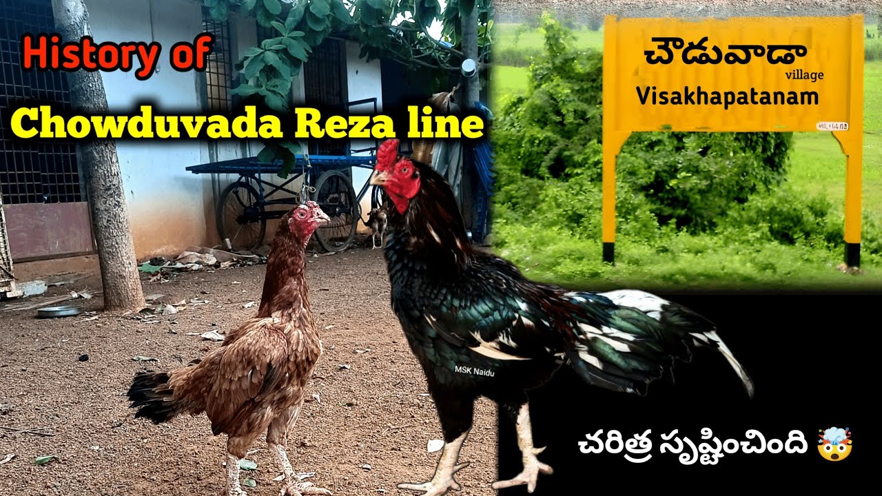 History of chowdavada Reza || చౌడువాడా రెజాలు ఎలా  ఉంటాయి?