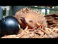 Have you ever seen an echidna stretch like this