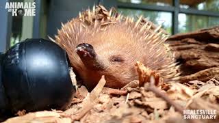Have you ever seen an echidna stretch like this?