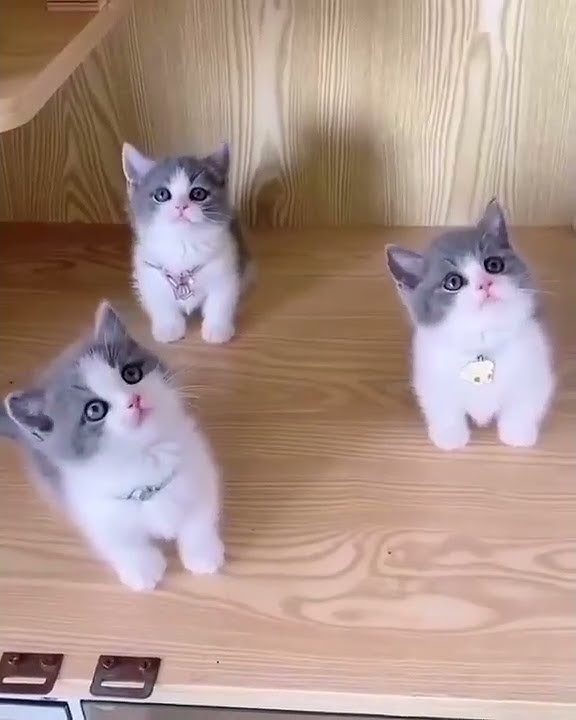 korenami korenami korenami nekooo 🐱🐈🔥 #triokucing #trendingshorts #kakipendek #kucingabuabuviral