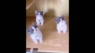 Download Lagu korenami korenami korenami nekooo 🐱🐈🔥 #triokucing #trendingshorts #kakipendek #kucingabuabuviral MP3