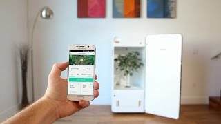 Grow Cannabis in Your Kitchen?