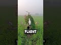 Genius Or Just Timing 