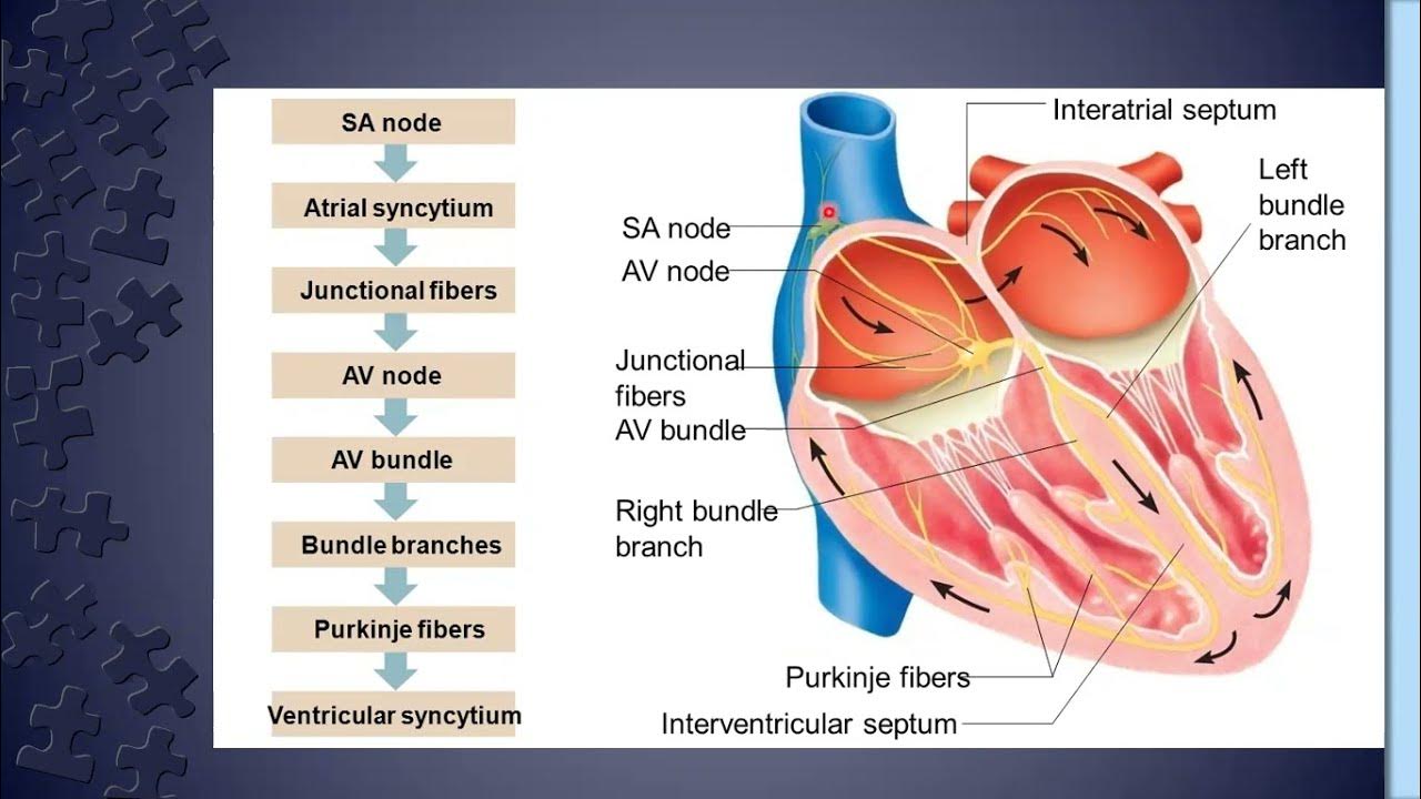 Heart Structures In Order Of How They Become Activated For A Normal Heartbeat