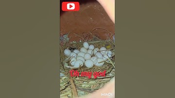 #wow🤩🤩#amazing_bird😍#java_sparrow#so_many_eggs#Indonesian_sparrow#bird_lover#shorts