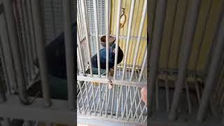 Suara burung tuwu NTT paruh hitam ||gacor