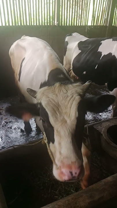 pemeliharan sapi perah yg baik