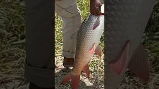 #shaik thayab fishing 🎣||short video|| big size Rohu fishing 🎣||🐟🐠👍
