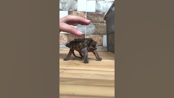 Hybrid snapping turtle