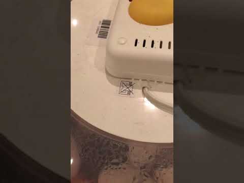 Совместное инкубирование гусей