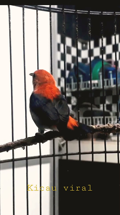 Burung Cabe - Cabean Gacor