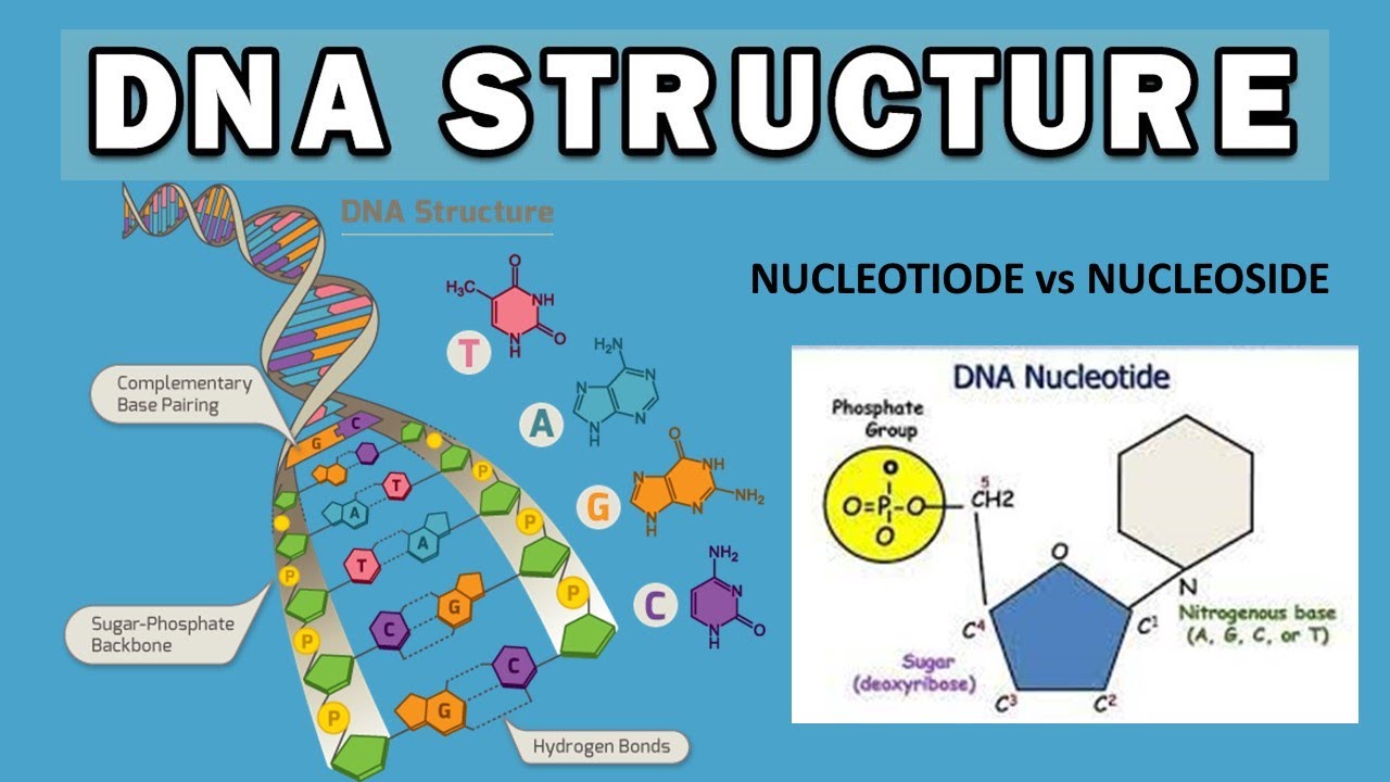 What is Nucleic acid biomolecules class 12 Nucleotides and it's