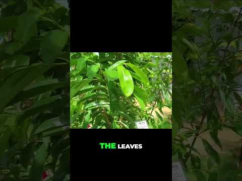 Discover Soursop: Leaves, Bark, and Fruit Uses! #shorts