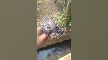 mikat burung sogon malah dapat burung ginian #shortvideo #burung #short #shorts