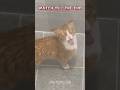 Funny Cat Moment  #shorts  #funnycatsvideo  #memes