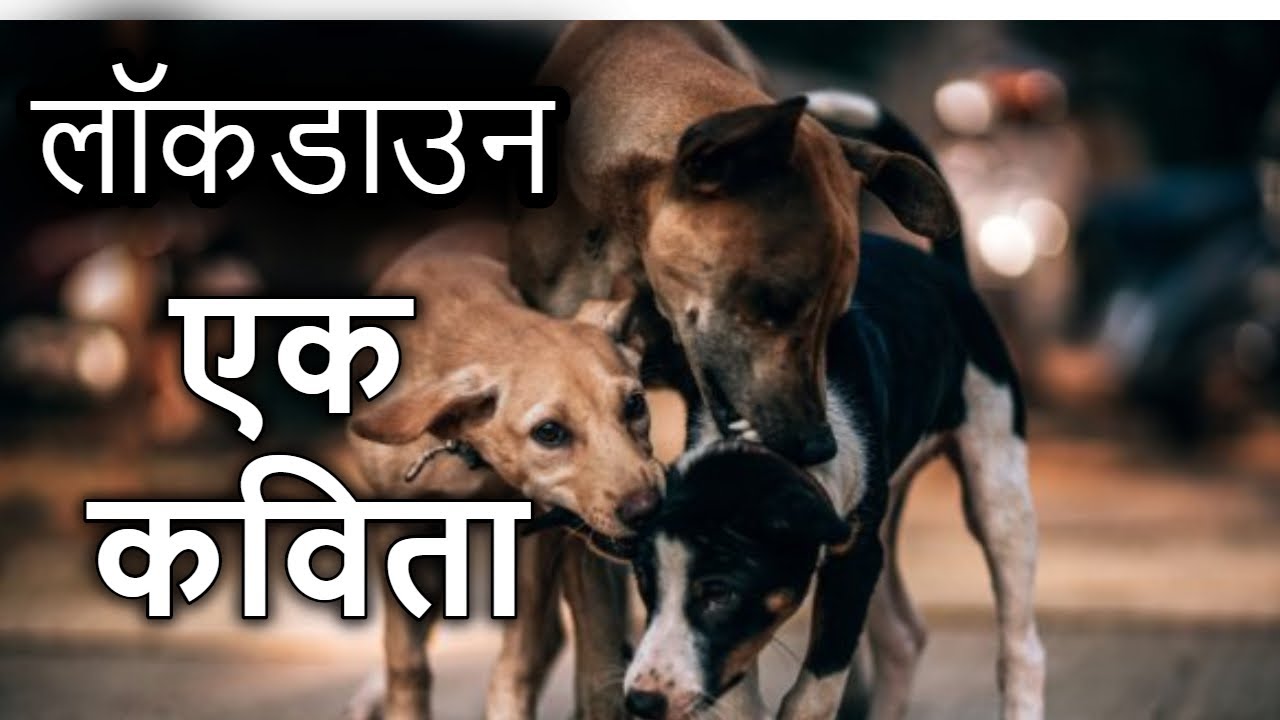 Hindi Poetry on Stray Animals। लॉकडाउन में आवारा जानवर। Stray Animals