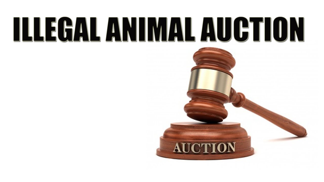 how it works illegal animal auction of dinosaurs and raptors indoraptor