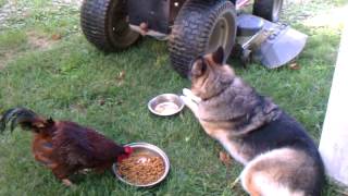 Rooster and German Shepherd sharing dinner.
