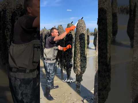 أغرب طريقة لصيد بلح البحر