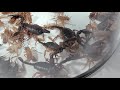 30 scorpions vs 80 grillons battle royal combat insecte