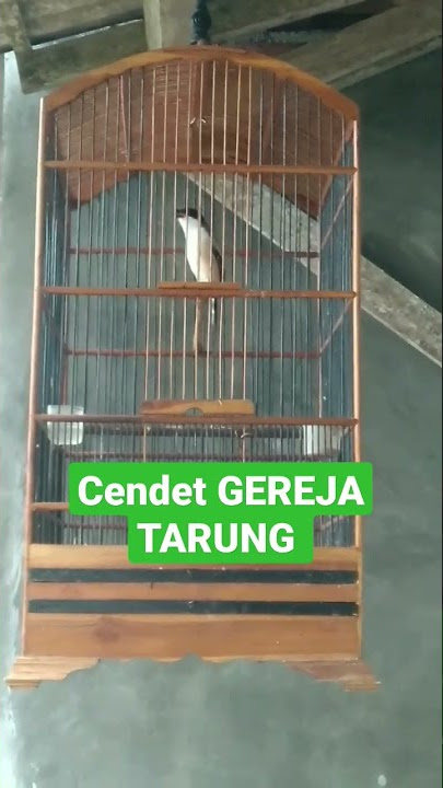 CENDET GREJO TARUNG Full di ulang-ulang #shorts