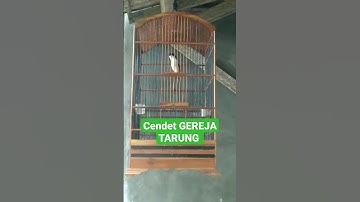 CENDET GREJO TARUNG Full di ulang-ulang #shorts