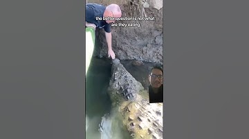 How long can a crocodile go without eating?