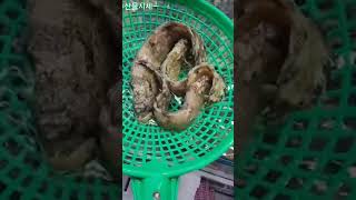 삼척항 전복치 #shorts #삼척 #수산시장 #활어 #회 #시세 #전복치 #맛집