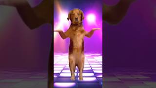 funny dag dance video #dog #puppy #puupydance