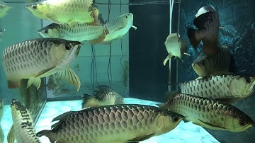 Hồ cá rồng cộng đồng