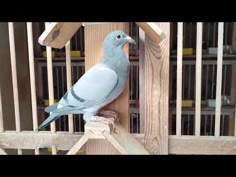 DVD LG COMPO KONDISI COLOK LISTRIK .TIDAK MENYALA SAMA SEKALI.MULUS SILAKAN ORDER