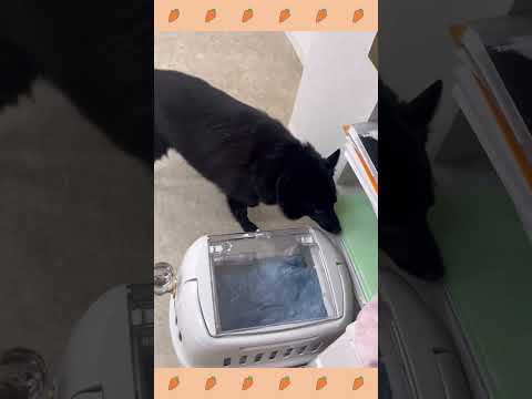 犬のようちえん・ほいくえん・お泊りトレーニング#スキッパーキ#犬のしつけ#shorts