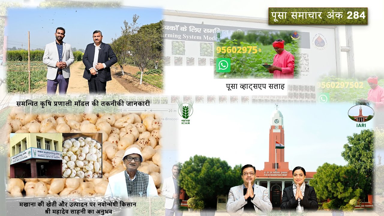 पूसा समाचार अंक 284  Pusa Samachar Episode 284