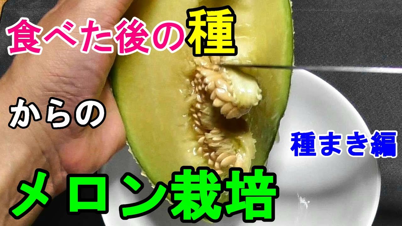 食べたメロンの種を鉢植え１ 種まき 育苗 Youtube