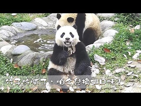 《熊貓早晚安》竹子吃膩了，咱今兒換個口味！| iPanda