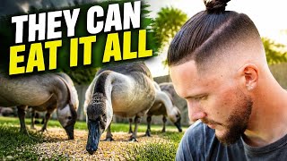 Can geese really eat this much seed? Can Geese Eat Nuts