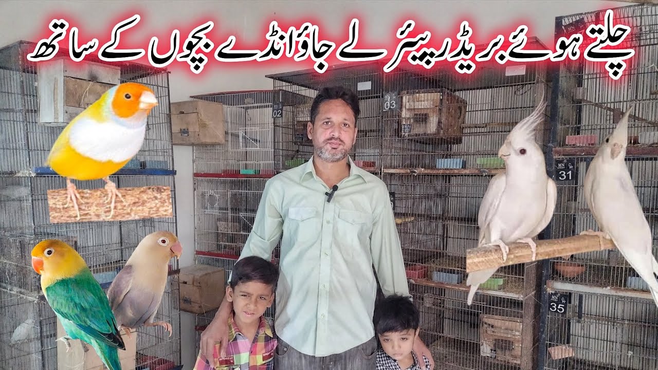 Посетите центр разведения более 100 птиц в Карачи | Палевые попугаи, бледные попугаи, коктейльные...