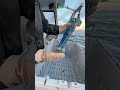 😱😱 1in 2,000,000 Blue 🔵 Lobster 🔵 Caught! #fishing #lobster #shorts