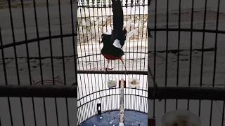 Murai Batu  Isian Gereja Tarung Mantap Betul